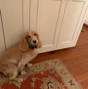 Meet your Posher, William